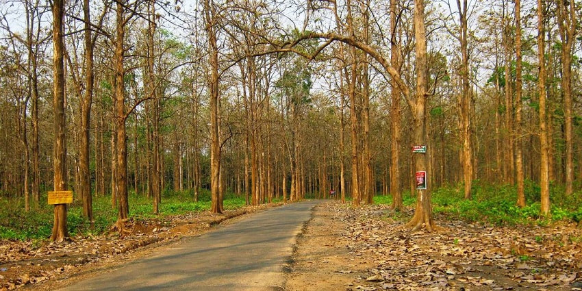 Get to see the rich flora and fauna while exploring the Nedumkayam Forest in Nilambur.