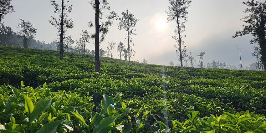 Stroll in the beautiful tea estates of Vythiri - Best Hill stations near Ernakulam