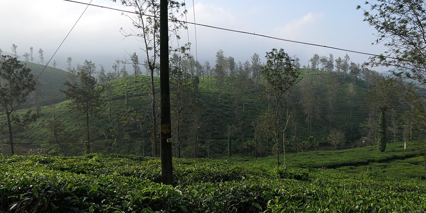 Scenic view of meadows of Vythiri near the town of Nilambur, Kerala