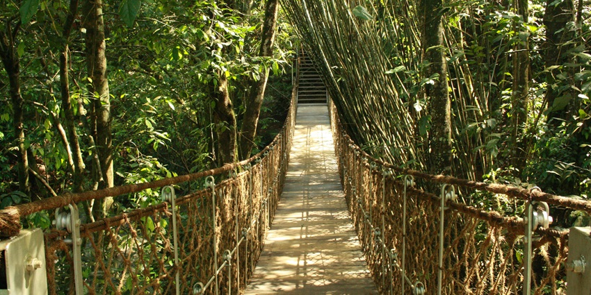 Explore Vythiri, a scenic spot offering lush grass, misty mountains, and a peaceful atmosphere.