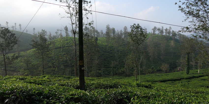 Lush greenery of the enchanting and picturesque spice plantations and forests of Vythiri