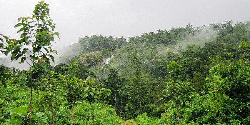 Waterfall near Achankovil Forest, with water flowing through dense, verdant trees.