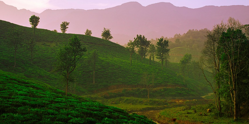 Wayanad is one of the destinations to visit in Kerala in November as it has lush plantations