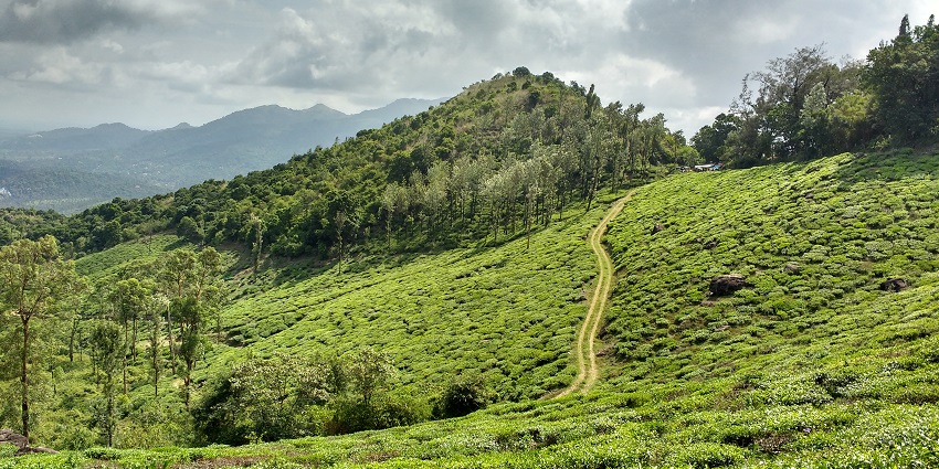 Explore the hill stations in Wayanad to experience a canopy of clouds and towering trees