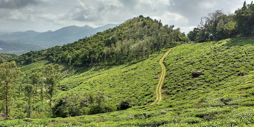 See the mesmerising views of Wayanad, one of the places to visit in Kerala in July.