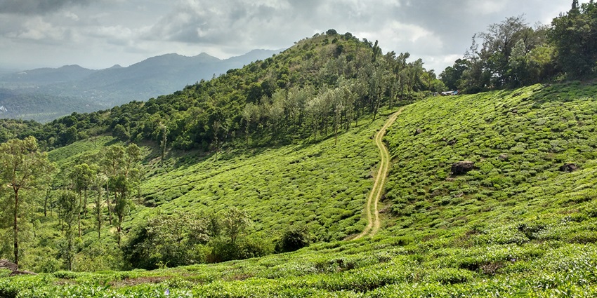 Wayanad is one of the top romantic and scenic places to visit in Kerala for couples.