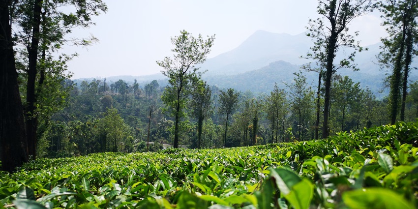 Wayanad is a lovely hill station in Kerala known for its stunning views and natural beauty.