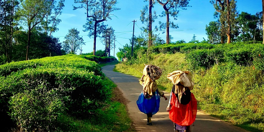 Wayanad is one of the most stunning and must-visit places to visit in October in India.