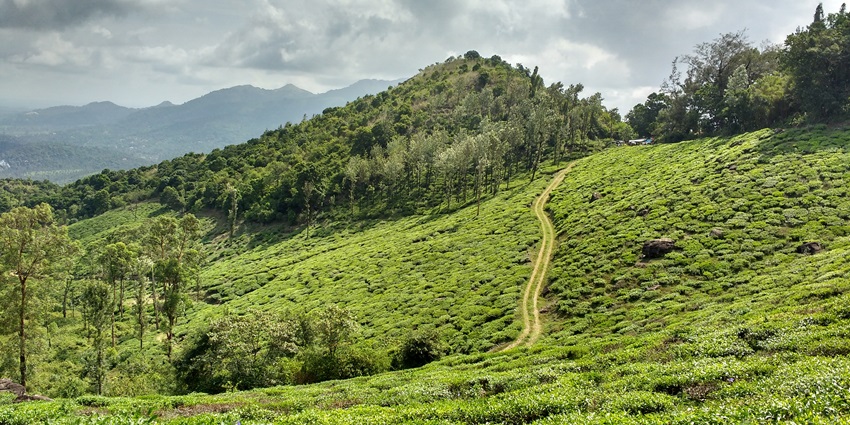 Wayanad is a place that could not be described in words, but with captured pictures.