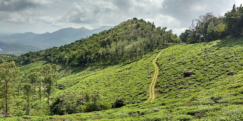 Relax in the aromatic spice plantations of Wayanad, on your next trip to Kerala, India.