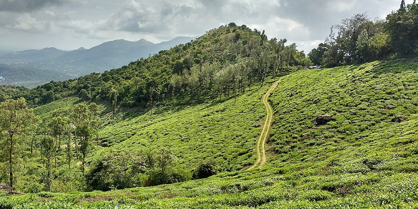 reathe in the fresh air at Wayanad, one of the hill stations near Palakkad, Kerala.