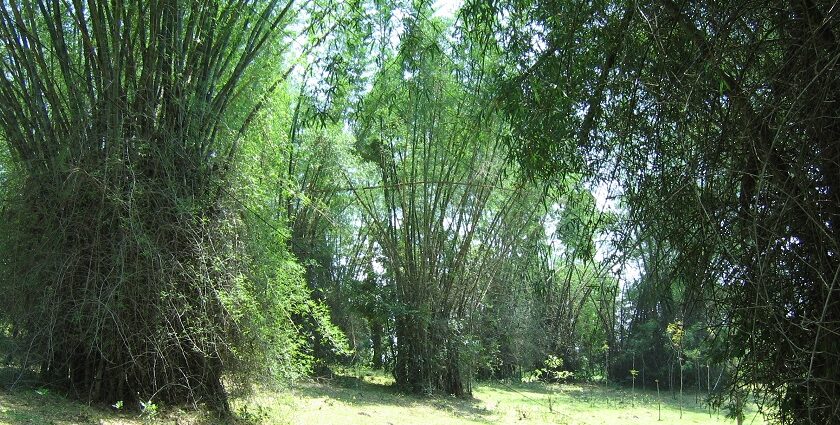 Relaxing in nature with the serene bamboo fields is one among the best things to do in Wayanad.