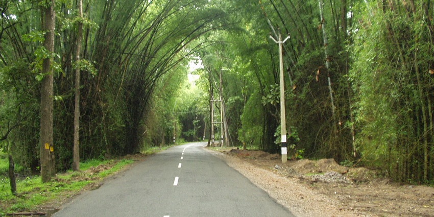 Tall Bamboo trees forming a beautiful tunnel over the Wayanad Bamboo road - a serene escape