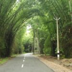 The Wayanad Bamboo road- a serene spot on your list of places to visit near Wayanad