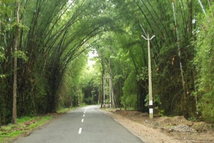 The Wayanad Bamboo road- a serene spot on your list of places to visit near Wayanad