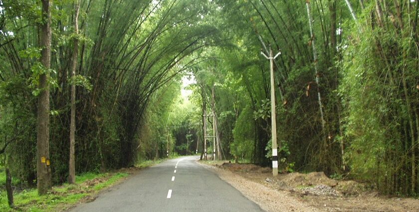 The Wayanad Bamboo road- a serene spot on your list of places to visit near Wayanad