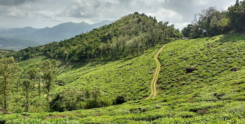 Wayanad, with picturesque surroundings, is a tranquil city in the suburbs of Kerala