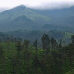 A lush green view of the forests of Wayanad, where you can enjoy a jungle safari.