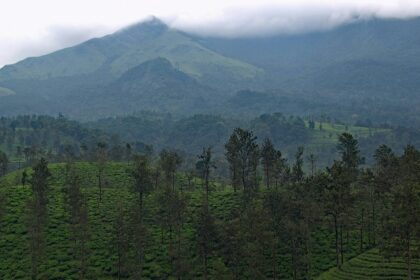 A lush green view of the forests of Wayanad, where you can enjoy a jungle safari.