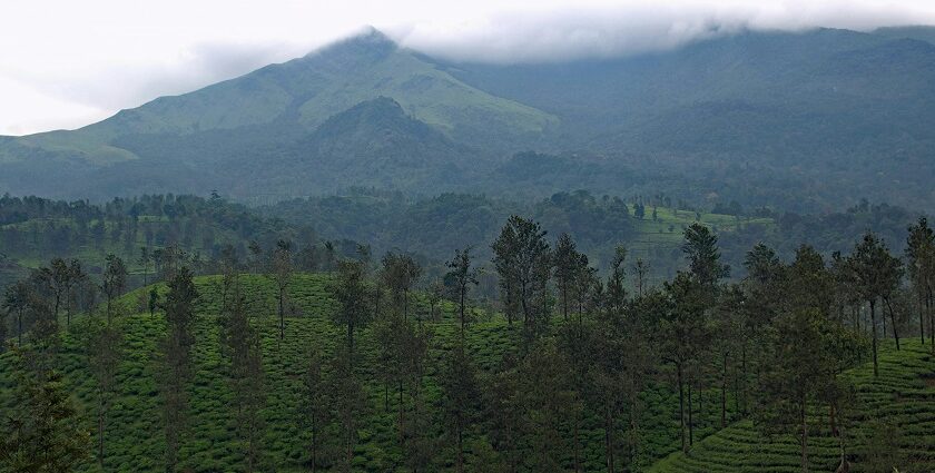 A lush green view of the forests of Wayanad, where you can enjoy a jungle safari.