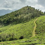 Wayanad is one of the most beautiful and popular hill stations located in South India.