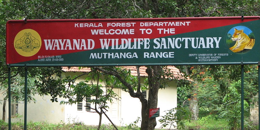 Witness the diverse wildlife at the Wayanad Wild Life Sanctuary in Kerala, India.