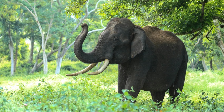 Wayanad Wildlife Sanctuary is among the best places to visit in Kalpetta, Kerala.