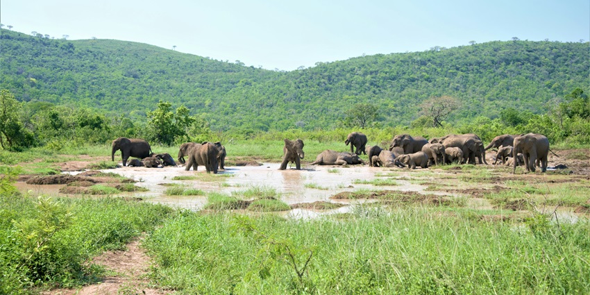 A view of Wayanad Wildlife Sanctuary, a tourist hotspot near Malabar Wildlife Sanctuary.