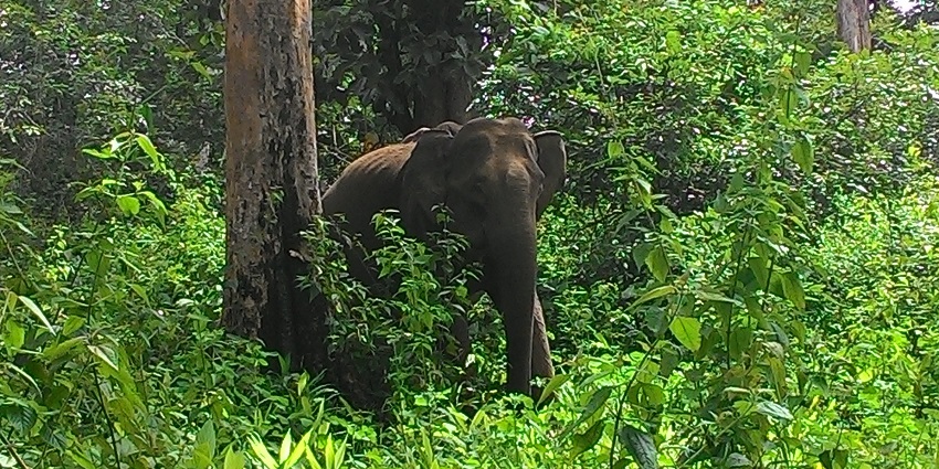 Explore the majestic wildlife of Wayanad– One of the places to visit near Sulthan Bathery