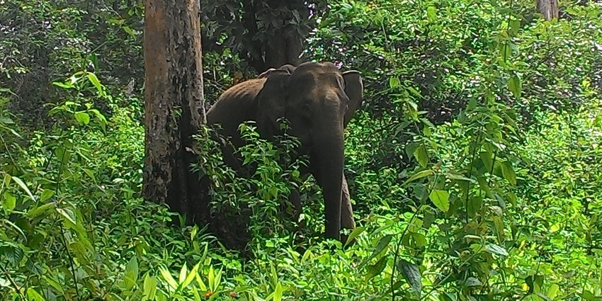 Wayanad wildlife sanctuary - a must on your bucket list of places to visit near Wayanad