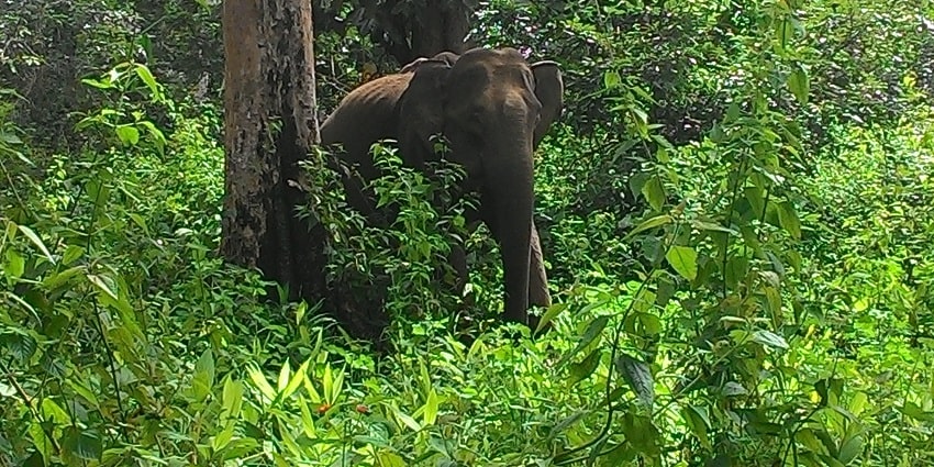 Wayanad Wildlife Sanctuary is one of the most astonishing places to visit in Vythiri.