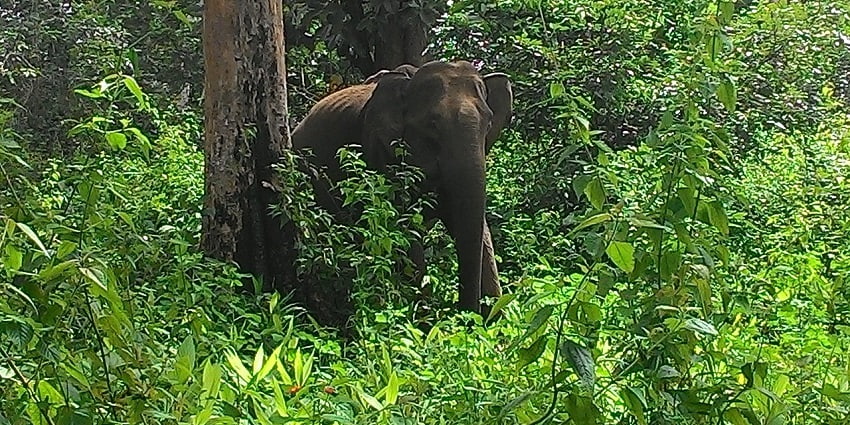 Wayanad Sanctuary is one of the must-visit destinations in Kerala for nature lovers.