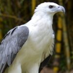 The White Bellied Sea Eagle that is one of Campbell Bay National Park's exotic bird species