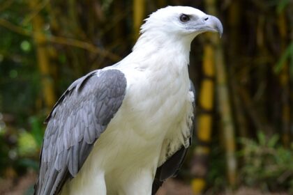 The White Bellied Sea Eagle that is one of Campbell Bay National Park's exotic bird species