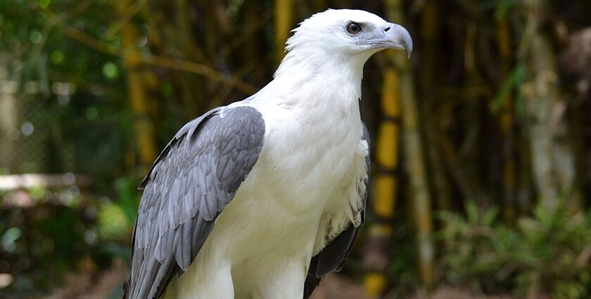 The White Bellied Sea Eagle that is one of Campbell Bay National Park's exotic bird species