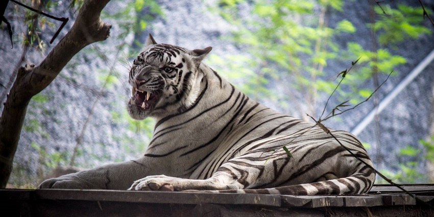 White tigers can be spotted at Arignar Anna Zoological Park, one of the best zoos in India.