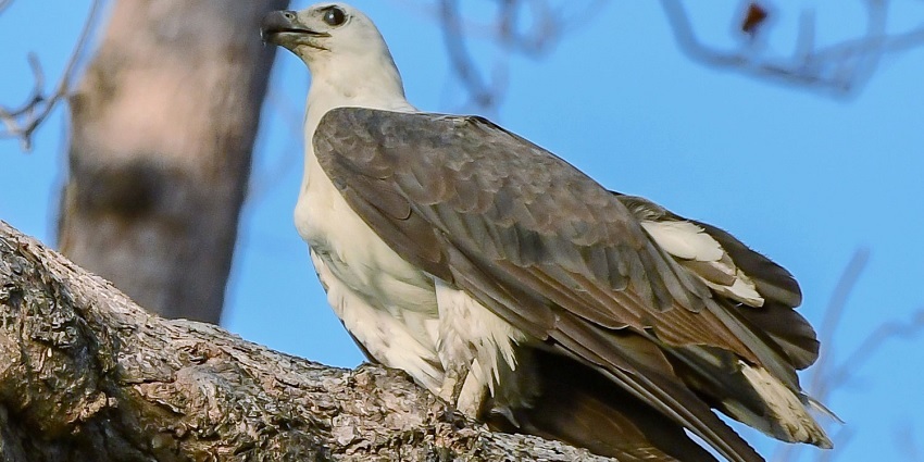 The White-bellied Sea Eagle is one of the attractions of the Campbell Bay National Park