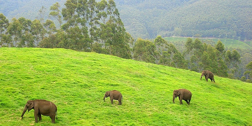 Enchanting views of beautiful wild elephants stroll in the meadows of Munnar, Kerala