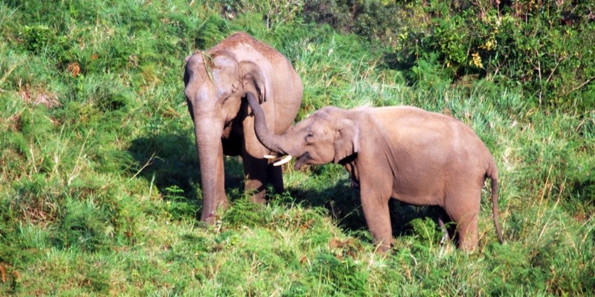Two elephants playing in Gavi Wildlife Sanctuary - one of the best jungle safari in Kerala