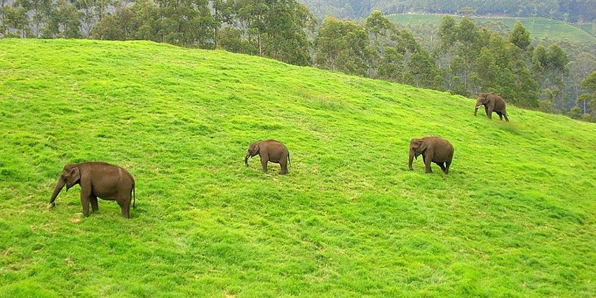 Wild elephants roaming freely in the forests of Munnar - Safari in Kerala