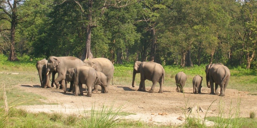 Village with wild elephants roaming freely amidst lush greenery - jungle safari, Kerala