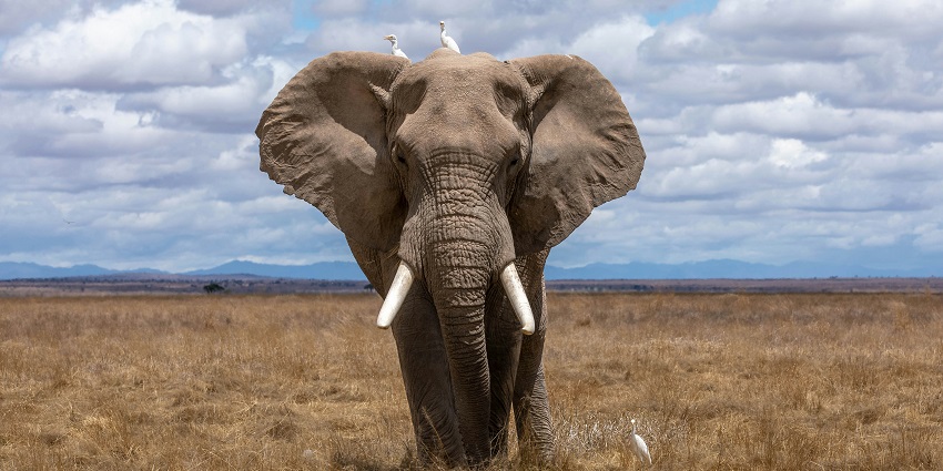 Wildlife Spotting is one of the best things to do in Mathikettan Shola National Park.
