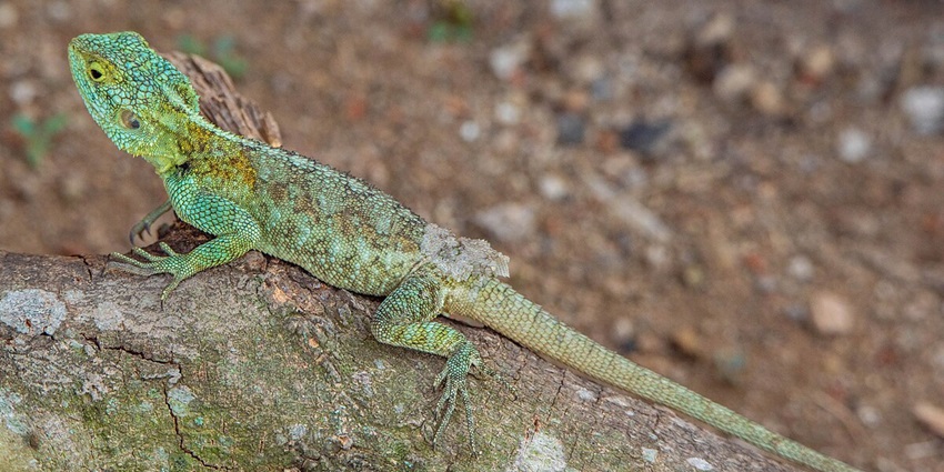 Spot local wildlife at the Khor Fakkan Waterfalls and Khor Fakkan Valley nearby, UAE