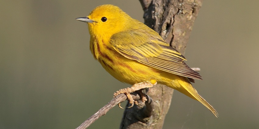 Witnessing wildlife in Munnar Wildlife Sanctuary is one of the best things to do.