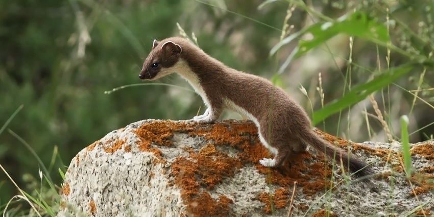 Snap of a beautiful Squirrel somewhere in the wildlife - Things to do in Jispa, Himanchal