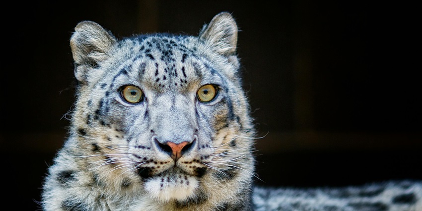 Kishtwar National Park is home to a wide variety of wildlife which one can explore.