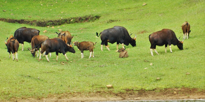 Indian bison (Gaur) standing near forest vegetation at Periyar National Park–tral wildlife sanctuary