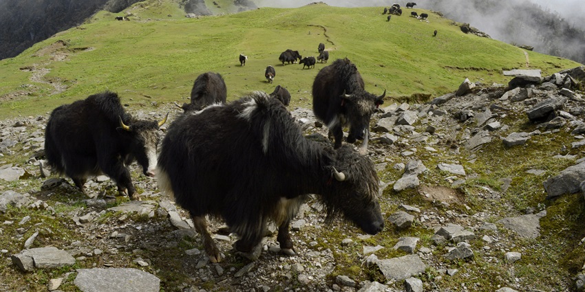 Wildlife can be witnessed at the park along with the Yaks shown in the image.