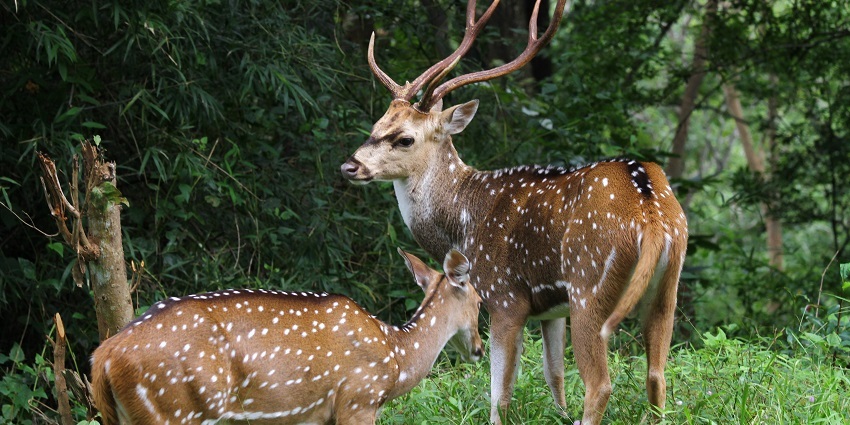 Spot magnificent deer on your trip to Parambikulam Wildlife Sanctuary in Kerala.
