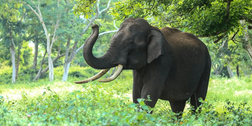 Spot different animals such as elephants on your Jungle Safari Wayanad for a great time.